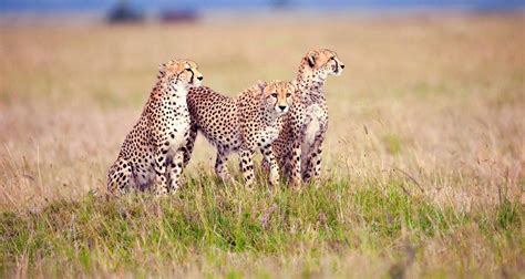 Tanzania Safari Tours & Holidays | Tarangire, Serengeti & Ngorongoro ...