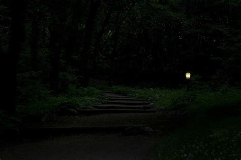 Night Path through Lush Forest | Forest, Paths, Dark forest