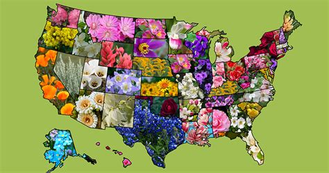 List of official American US state flowers