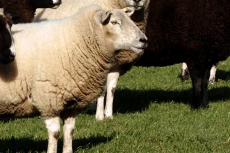 7 Best Dairy Sheep Breeds For Milk - SheepCaretaker