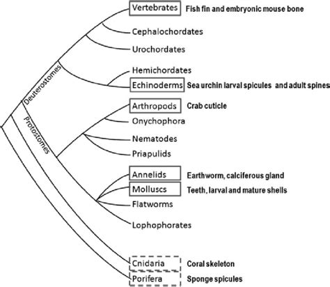 Phylogenetic tree of the animal kingdom adapted from Carroll et al.... | Download Scientific Diagram