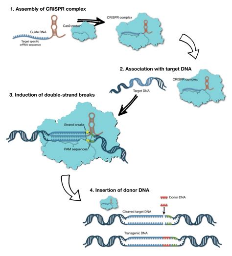 Figure 2: [Mechanism of CRISPR/Cas9 genome editing...]. - Assay Guidance Manual - NCBI Bookshelf