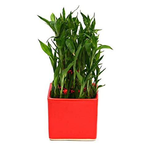 Bamboo In Ceramic Pot Plant Red Pot - Florists In India