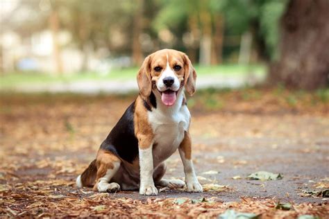 Beagle Breed Information | ManyPets