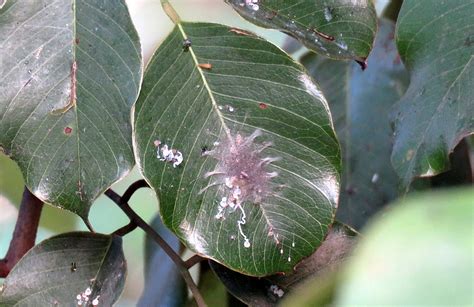 IMG_0031 | Pupa and Antlion eggs, Muthanallur, 010123 | Deepa Mohan | Flickr