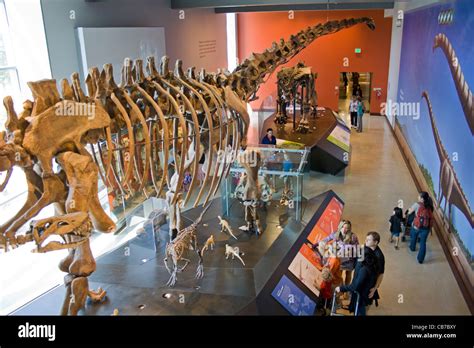 Dinosaur Hall, Natural History Museum, Los Angeles, California, USA ...