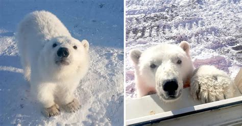 Arctic Miners Rescue The Cutest Orphaned Polar Bear Cub