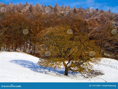 Yorkshire Countryside stock image. Image of scenic, winter - 17577299