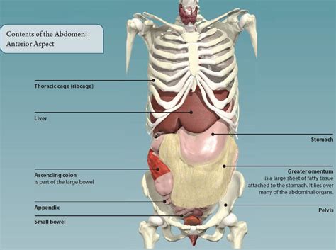 Which Organ Sits In The V Part Of The Ribs - Bones of human body.pdfx : It is located on the ...