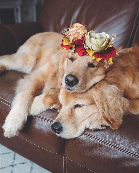 This Artist Is Making Flower Crowns For Animals And They Look Majestic ...