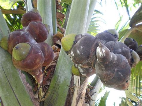 Fruit clusters of double-coconut palm, Foster Botanical Garden ...