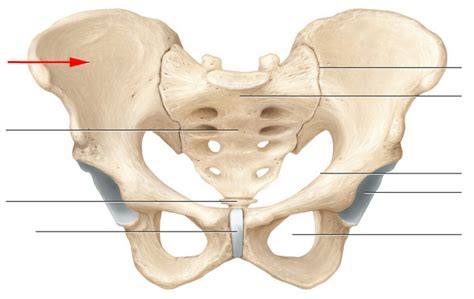 Define the Skeletal Anatomy of Pelvic Girdle Flashcards Flashcards by ...