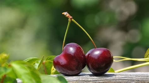 Cherry Picking (Logical Fallacy): Definition and Examples - Fallacy In Logic