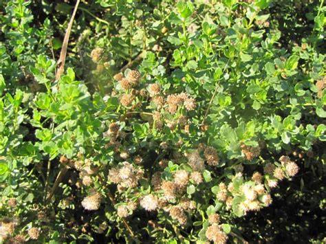 Native Plants - Coyote Bush, Baccharis pilularis | Petaluma Wetlands Alliance