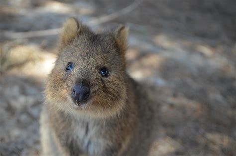 5 Cutest Animals of Australia | Liberty Travel