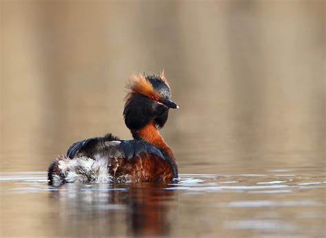 Australasian Grebe: the Mystery Life of a Unique Creature – Page 2 – Animal Encyclopedia