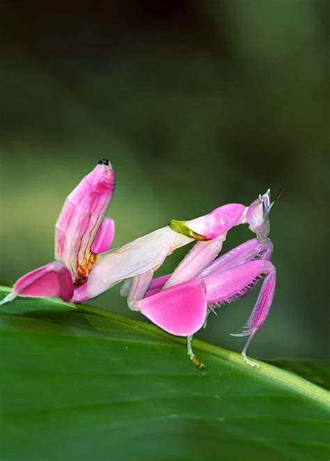 The orchid mantis (Hymenopus coronatus) imitates a flower to lure its prey, pollen feeding ...