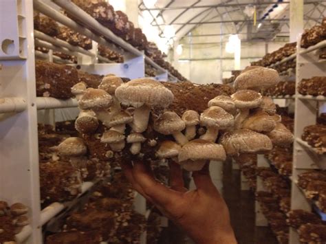 30 Of the Best Ideas for Growing Shiitake Mushrooms Indoors - Home, Family, Style and Art Ideas