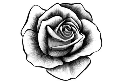 Pin by academic master on Roses | Roses drawing, Rose sketch, Rose ...