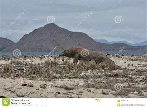 Gigantic Komodo Dragon in the Beautiful Nature Habitat on a Small ...