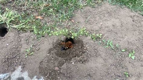 A Cicada Killer Wasps Digging it's Tunnel - YouTube