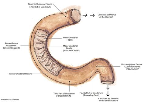 Difference Between Duodenum and Jejunum | Definition, Anatomy, Function