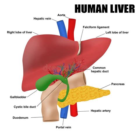 Anatomyof the human liver stock vector. Illustration of gallbladder ...