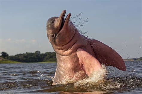 Endangered Amazon River Dolphins Threatened by Proposed Dams and Dredging