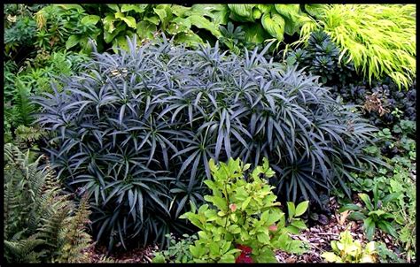 The Ultimate Guide to Full Shade Perennials: How to Grow and Care for Them