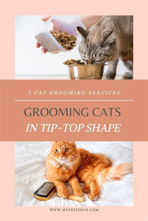 Pin by Mypetience - Pet Tips | Pet Lo on Cat Grooming | Cat grooming ...