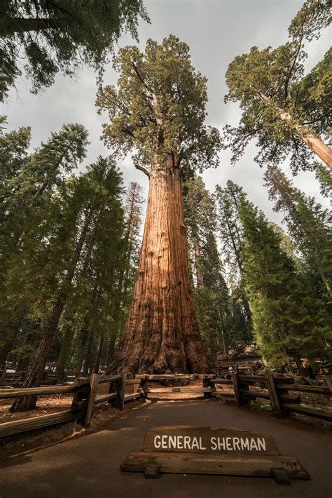 The General Sherman tree I took today OC (4006x6001) : r/pics