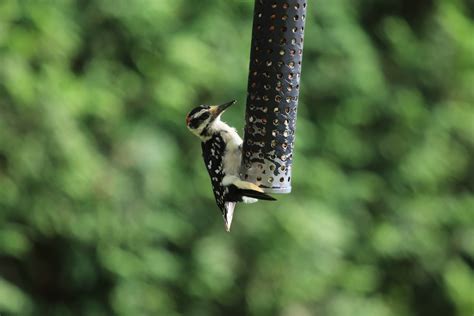 eBird Checklist - 9 Jul 2017 - Backyard - 11 species