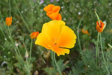 100+ Free California Poppy & California Images - Pixabay