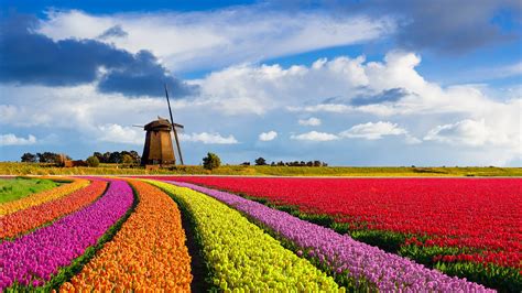 Colorful curved tulip fields in front of a traditional Dutch windmill under a nice cloudy sky ...