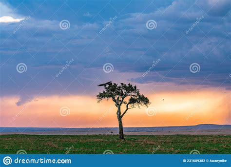 Lone Tree Vulture Flying Magical Sunset Dramatic Clouds Sun Rays Light Burst on the Savannah ...