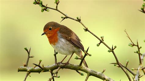 Download Bird Animal Robin HD Wallpaper