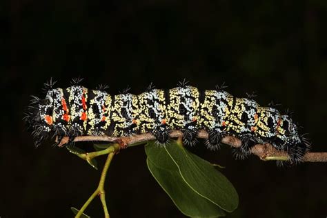 Mopane Worm (Gonimbrasia Belina), a Delicacy in Southern Africa Tree ...