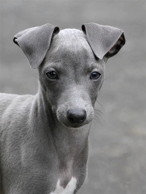 Italian Greyhound Info, Temperament, Puppies, Pictures