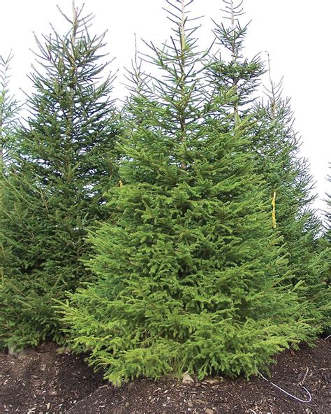 Norway Spruce Facts, Growth Rates, Diseases, Pictures