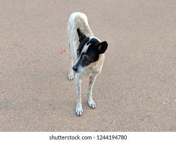 124 Aspin dog breed Images, Stock Photos & Vectors | Shutterstock