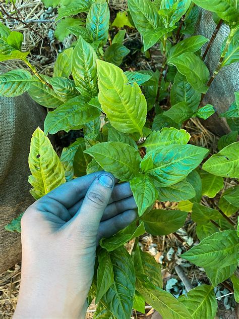 Fresh Leaf Indigo Tutorial (Persicaria Tinctoria)