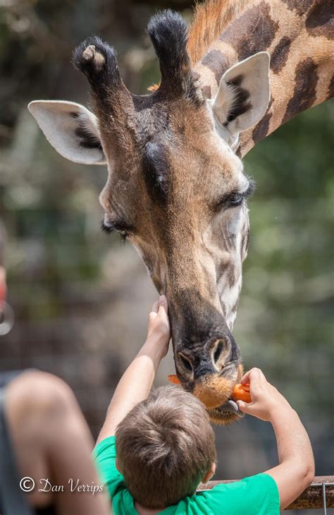 Giraffe Feeding – WildLife Partners, LLC