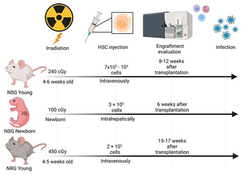 Viruses | Free Full-Text | Recent Developments in NSG and NRG Humanized Mouse Models for Their ...