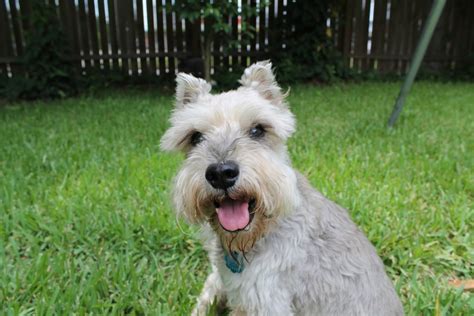 Miniature Schnauzer Training Tips - Canna-Pet®