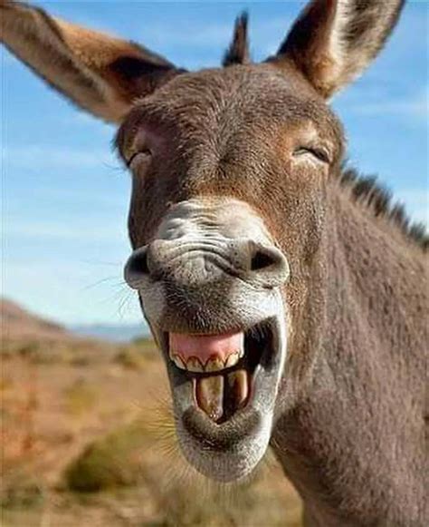 Download Cute Laugh Funny Donkey Picture | Wallpapers.com