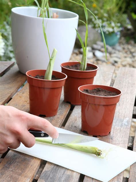 How to Grow Lemongrass Properly - Garden Lawn Mower