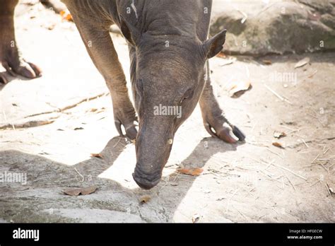 Close up of a babirusa (Buru babirusa), also called a deer-pig Stock ...