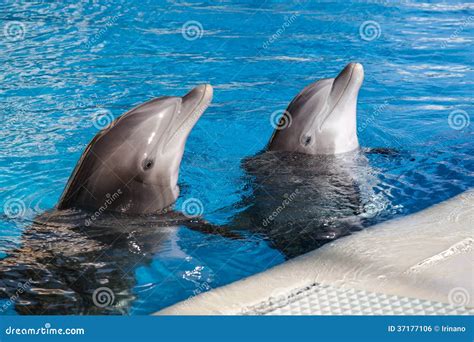 Dolphins baby stock photo. Image of head, mammal, life - 37177106