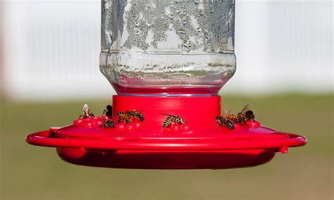 12 Tips on How to Keep Bees Away From Hummingbird Feeders | World Birds