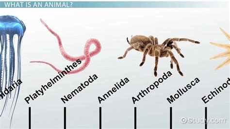 Major Animal Phyla & Their Characteristics - Video & Lesson Transcript | Study.com